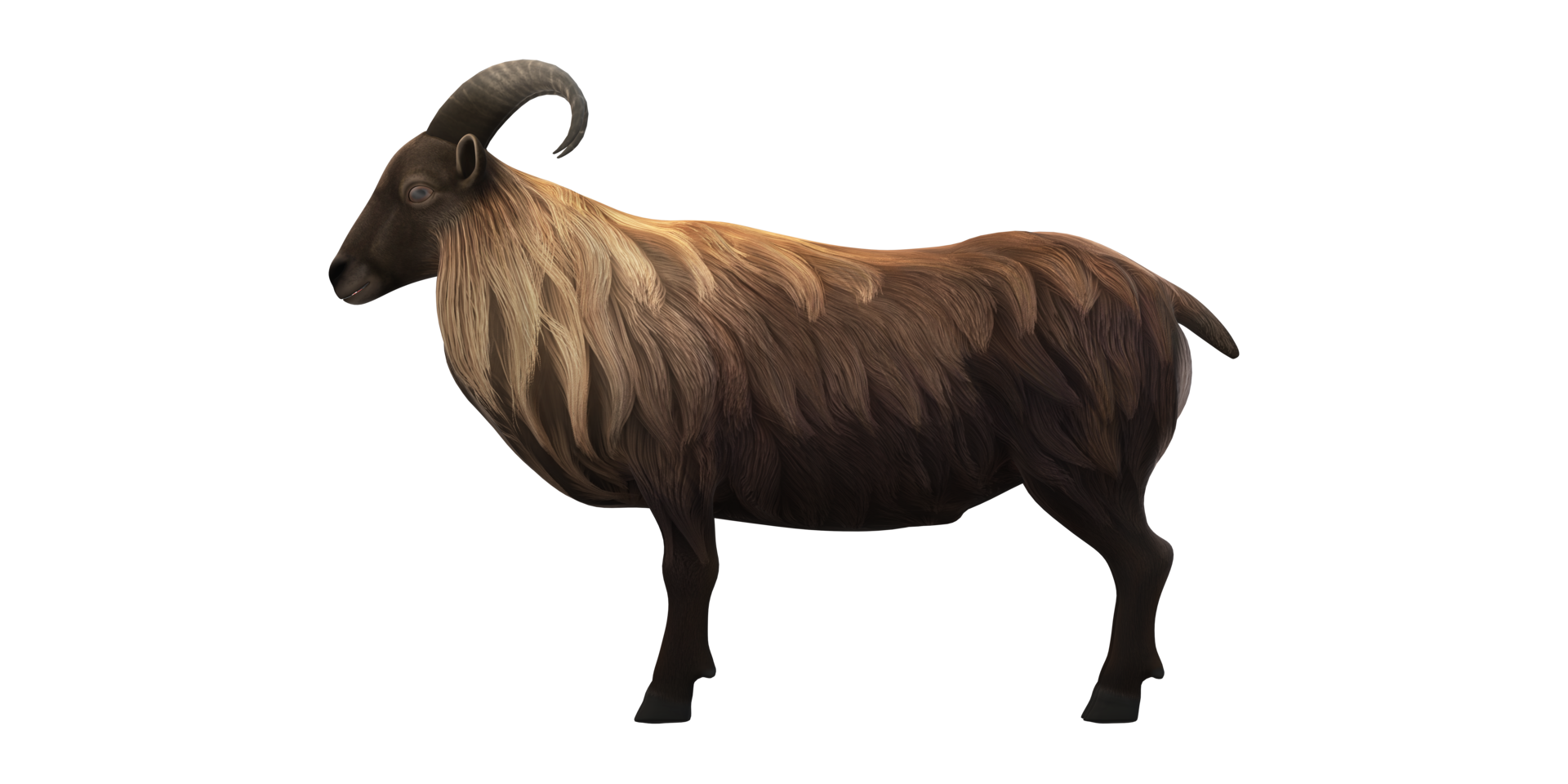 Himalayan Mountain Goat isolated on a Transparent Background png