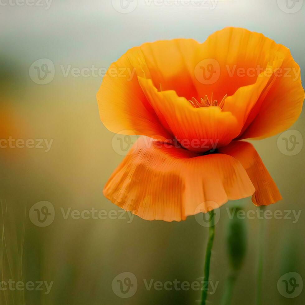 a single poppy flower in a field ,AI Generated photo