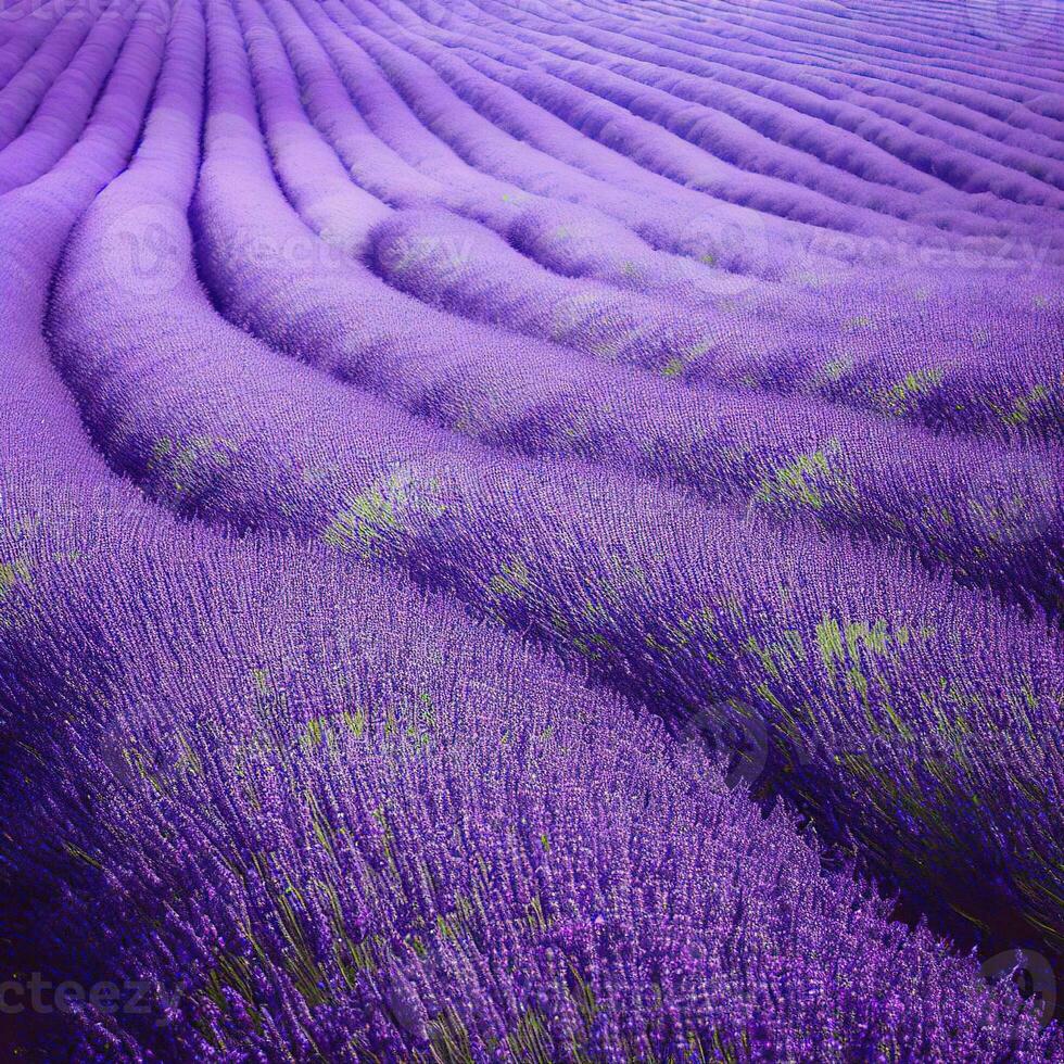 Lavender fields attract buzzing bees, contributing to the beauty and biodiversity ,AI Generated photo