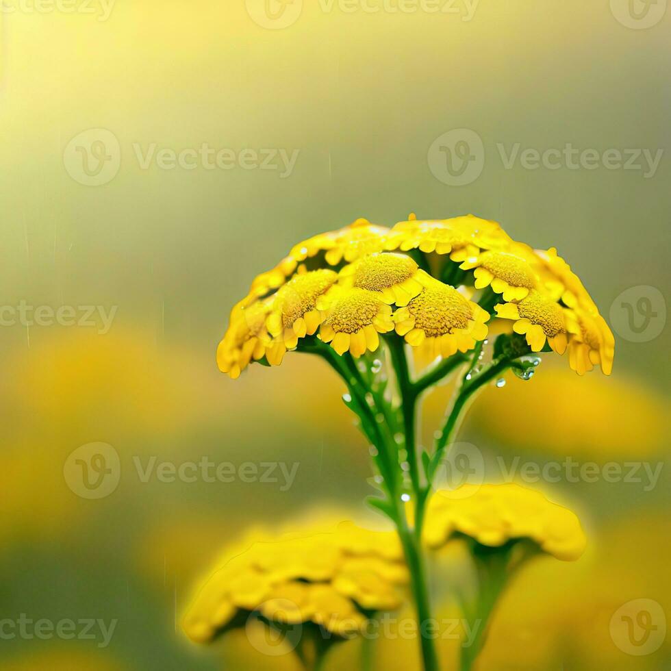 The macro view of yarrow showcases its grace in the presence of water droplets ,AI Generated photo