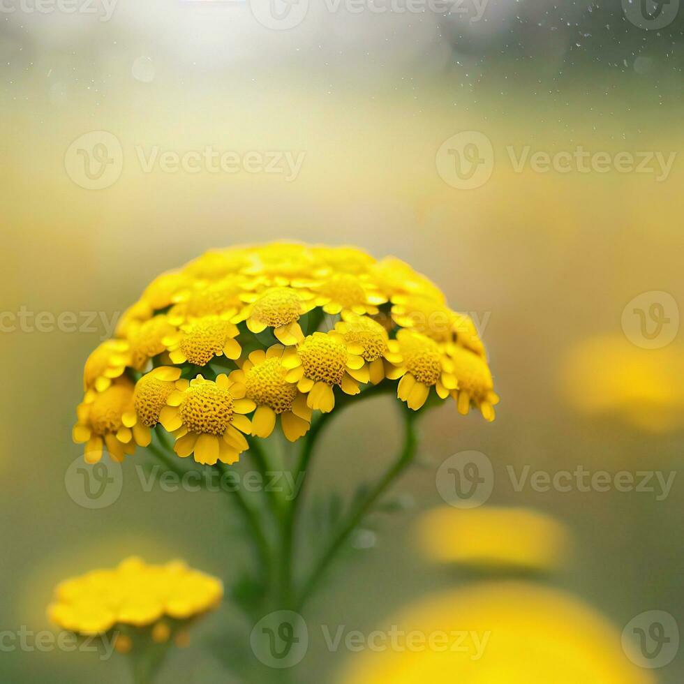 Capturing the Tranquil Elegance of Tansy Flowers ,AI Generated photo