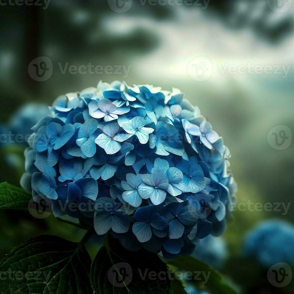 French hydrangeas bloom in soft hues, creating a dreamy garden setting ,AI Generated photo