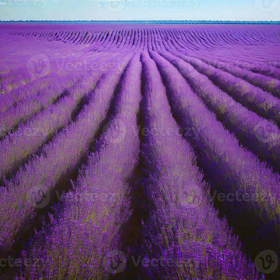 Lavender fields provide a peaceful and calming retreat amidst nature ,AI Generated photo
