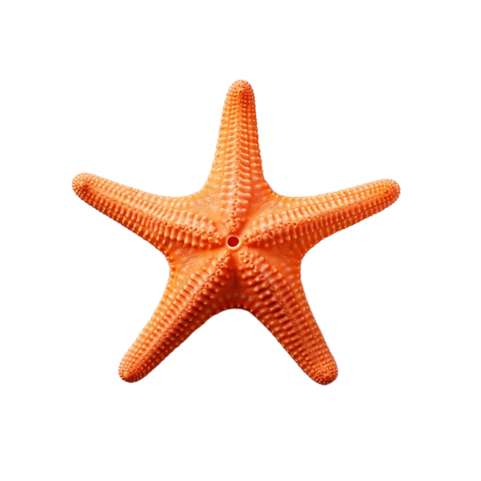 a laranja estrelas do mar em uma transparente plano de fundo,ai generativo png