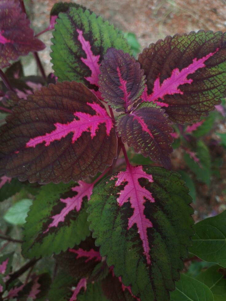 Close up of a green and pink leafed plant free photo