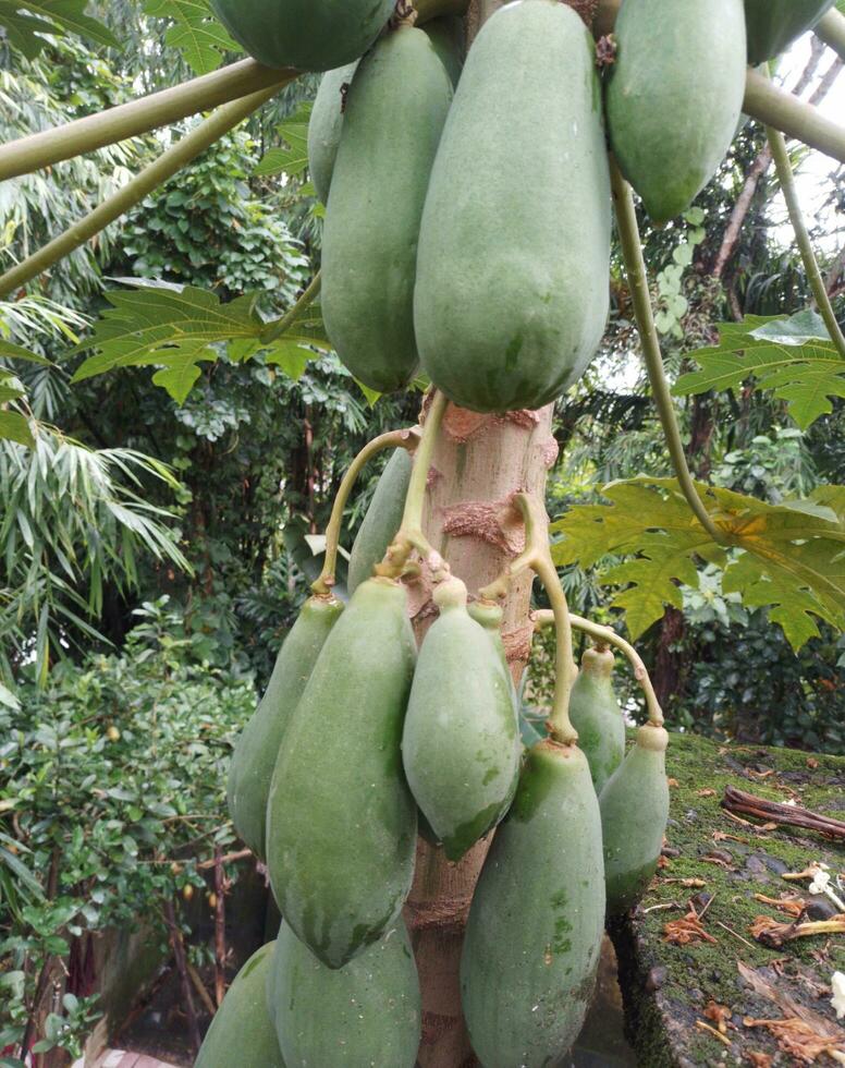Papaya Fruits of Papaya tree in garden. Nature fresh green papaya on tree with fruits.papaya isolate background. photo