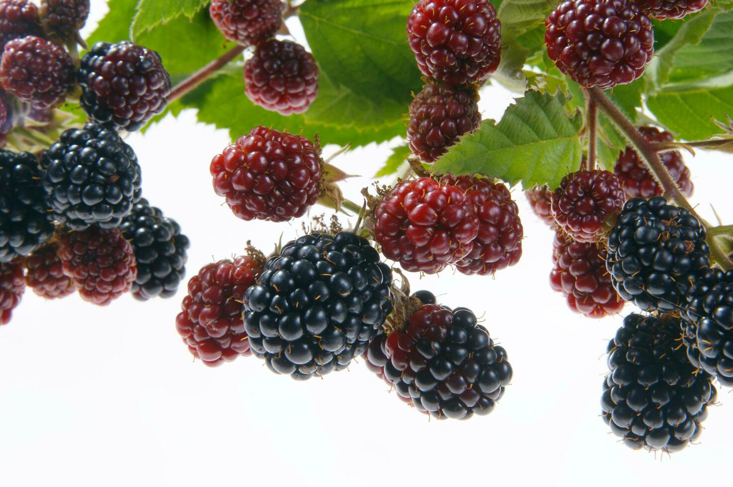 a bunch of blackberries on a branch photo