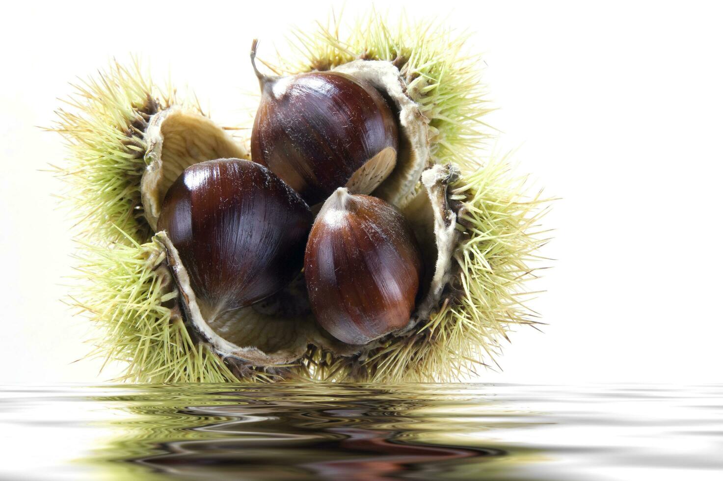 a group of chestnuts floating in water photo