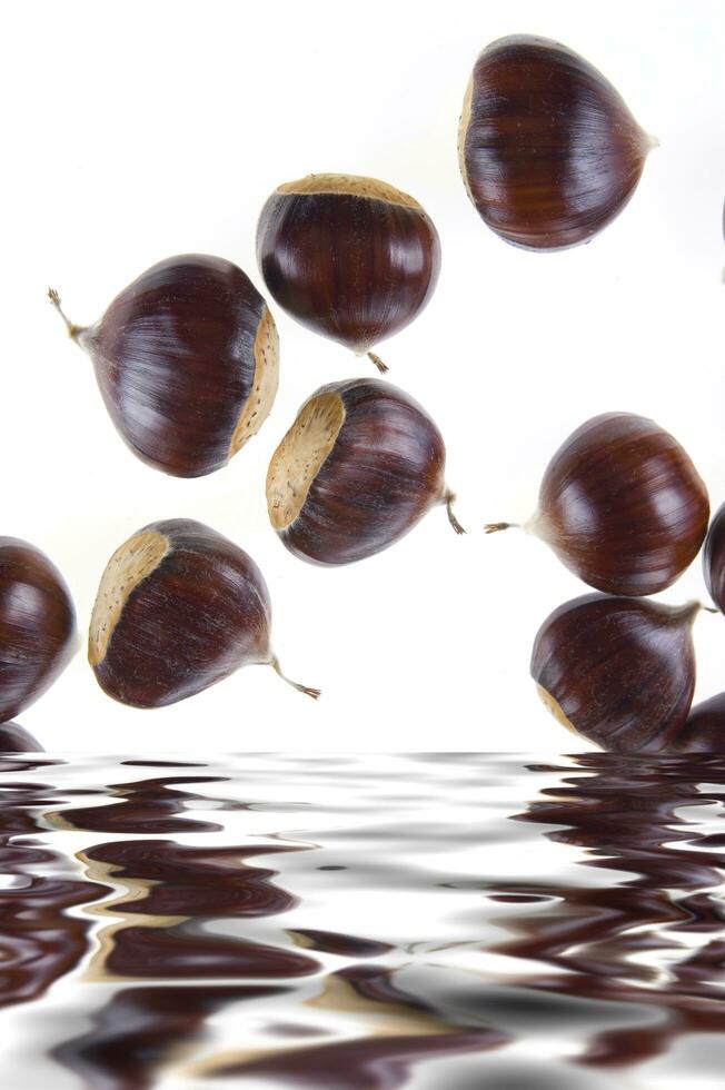 a group of chestnuts floating in water photo