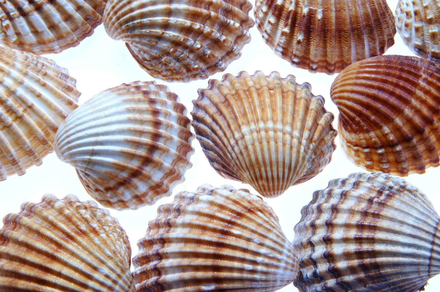 sea shells isolated on white background photo