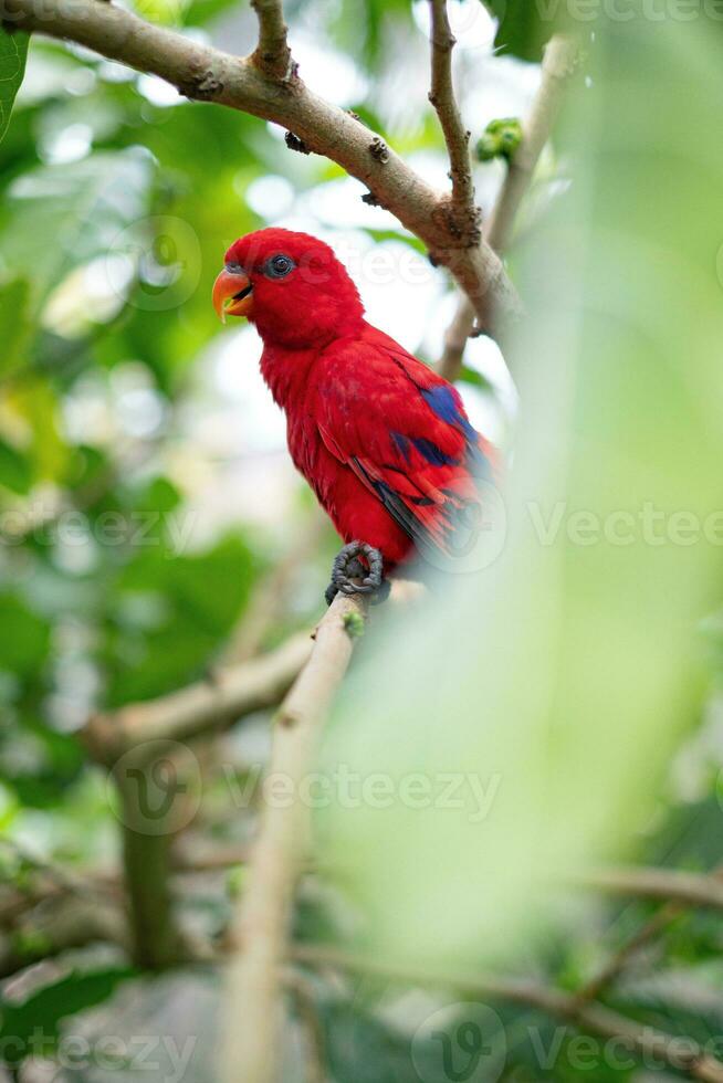 A red-colored bird and a woodpecker with yellow markings are perched on the lush branches of a tree. photo