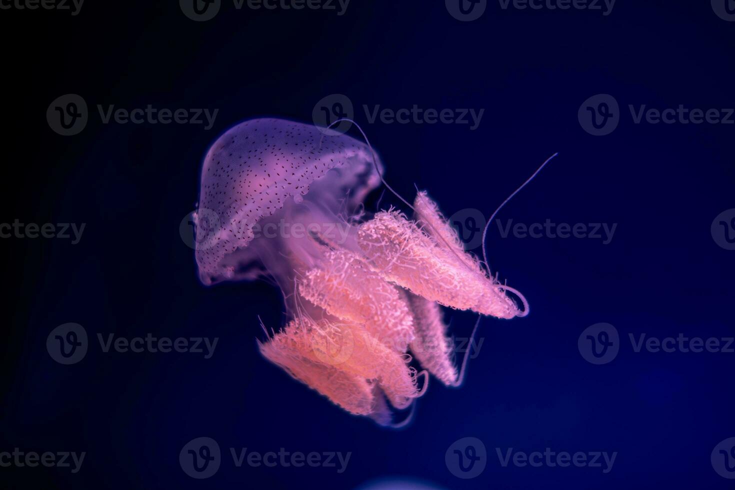 Jellyfish in action in the aquarium with beautiful color photo