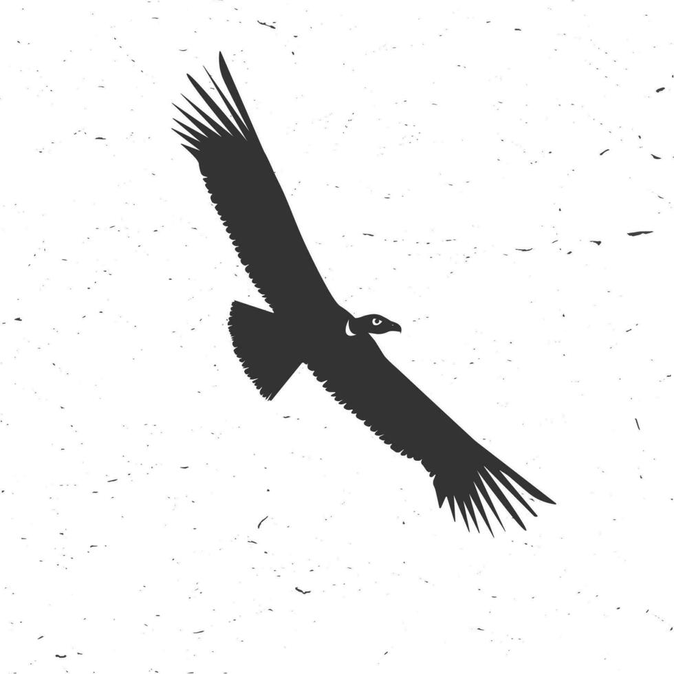 Flying condor silhouette on the white background. vector