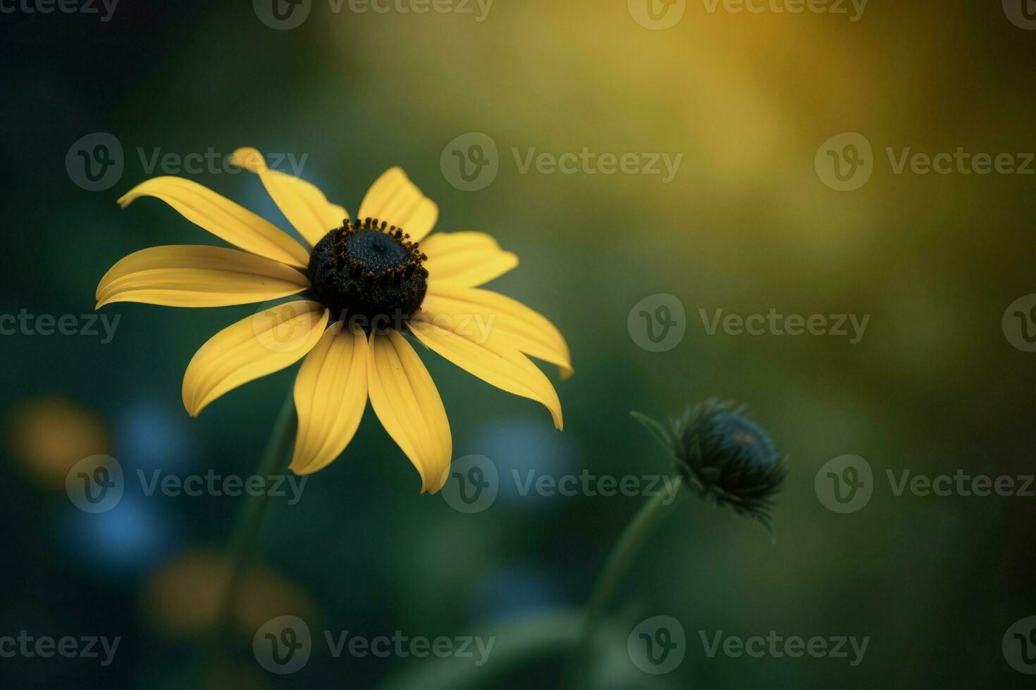 Black eyed susan flower plant. Generate Ai photo