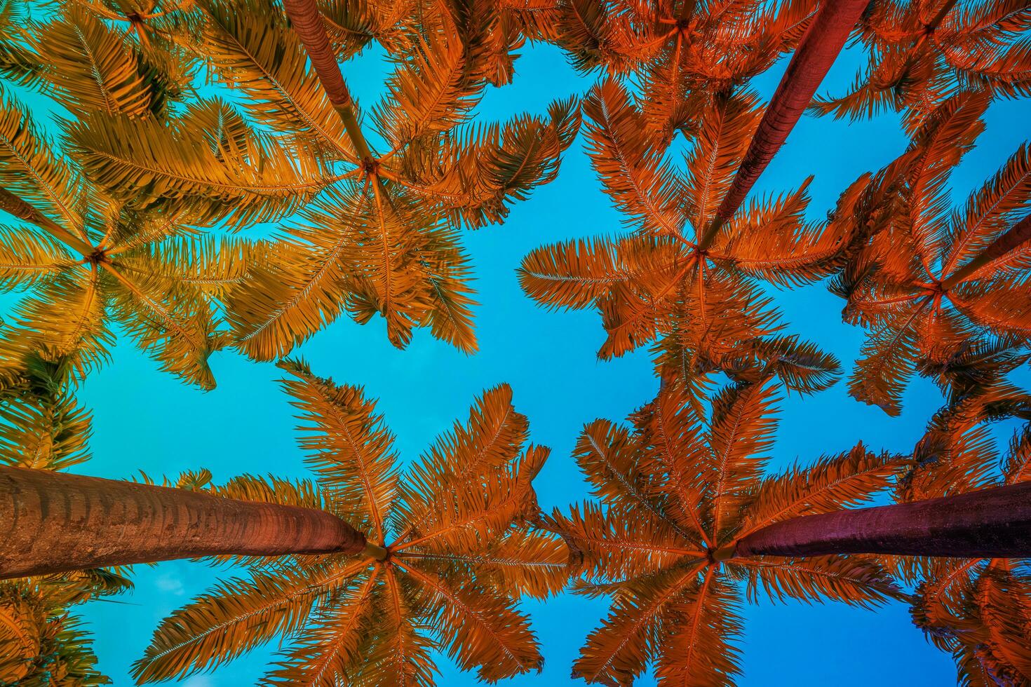 Coco palma arboles con vibrante color vibraciones foto