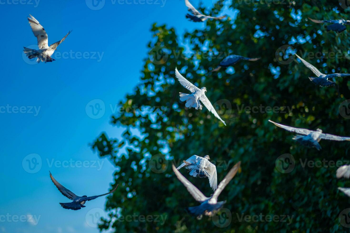 Movement Scene of Group of Rock Pigeons Flying in The Air on Blue sky Background photo