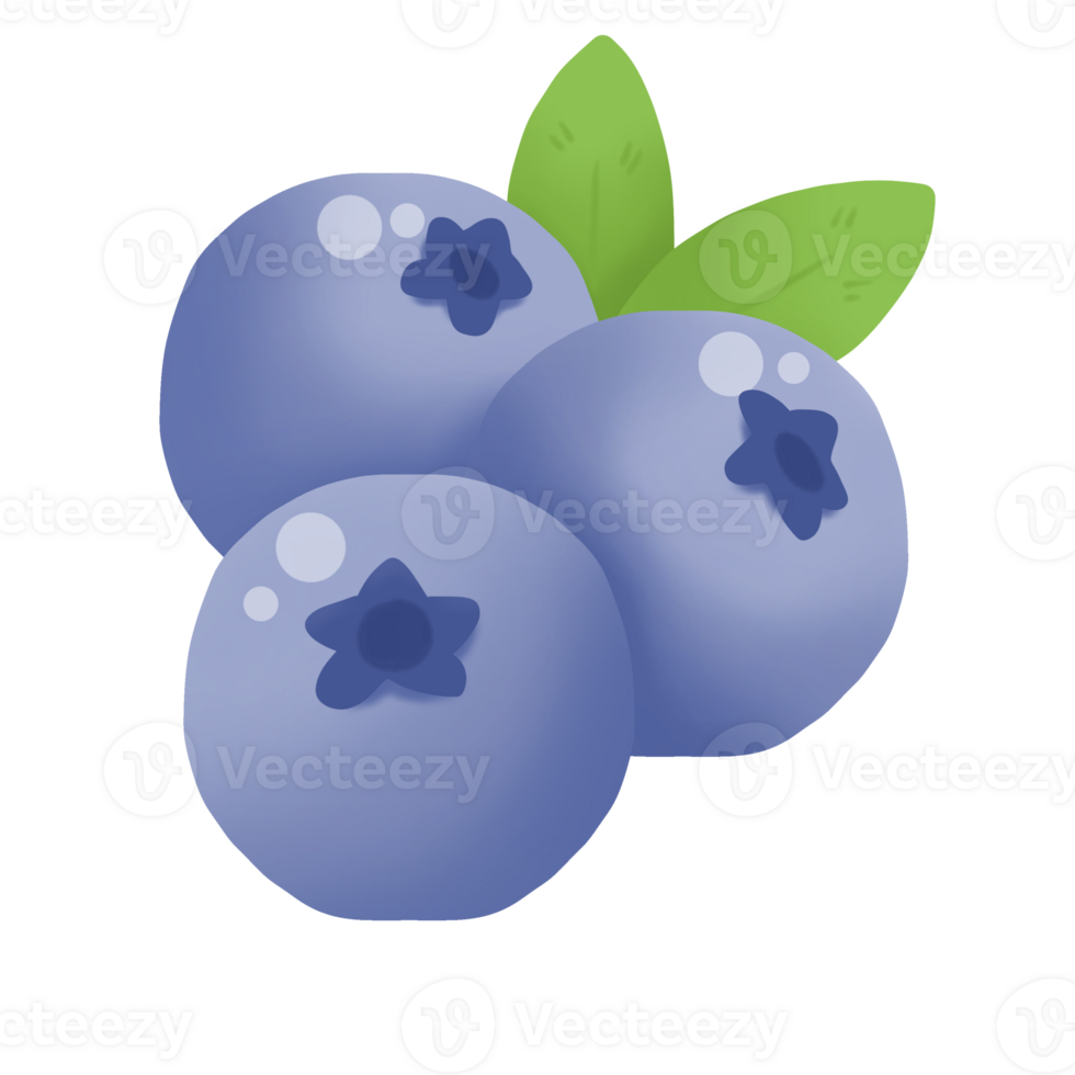 illustration of Blueberry png