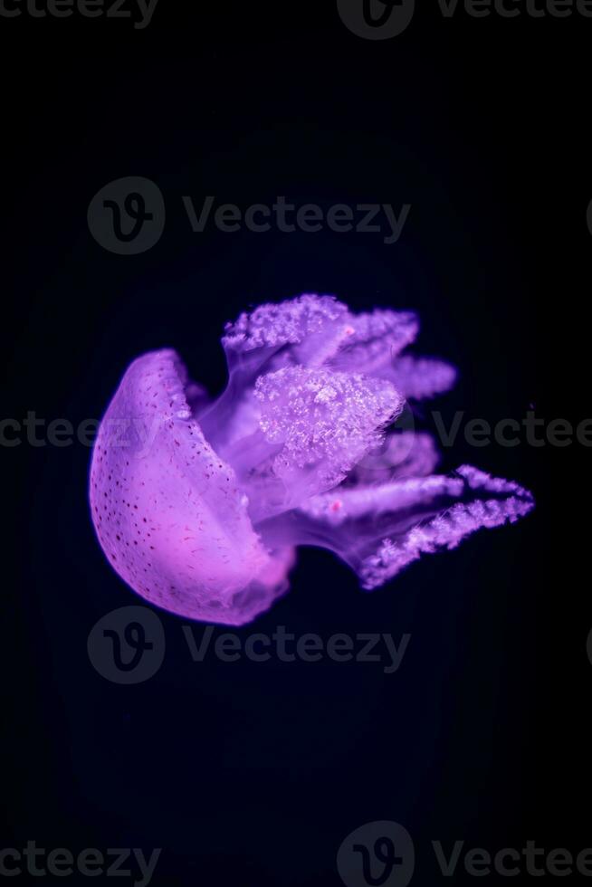 Jellyfish in action in the aquarium with beautiful color photo