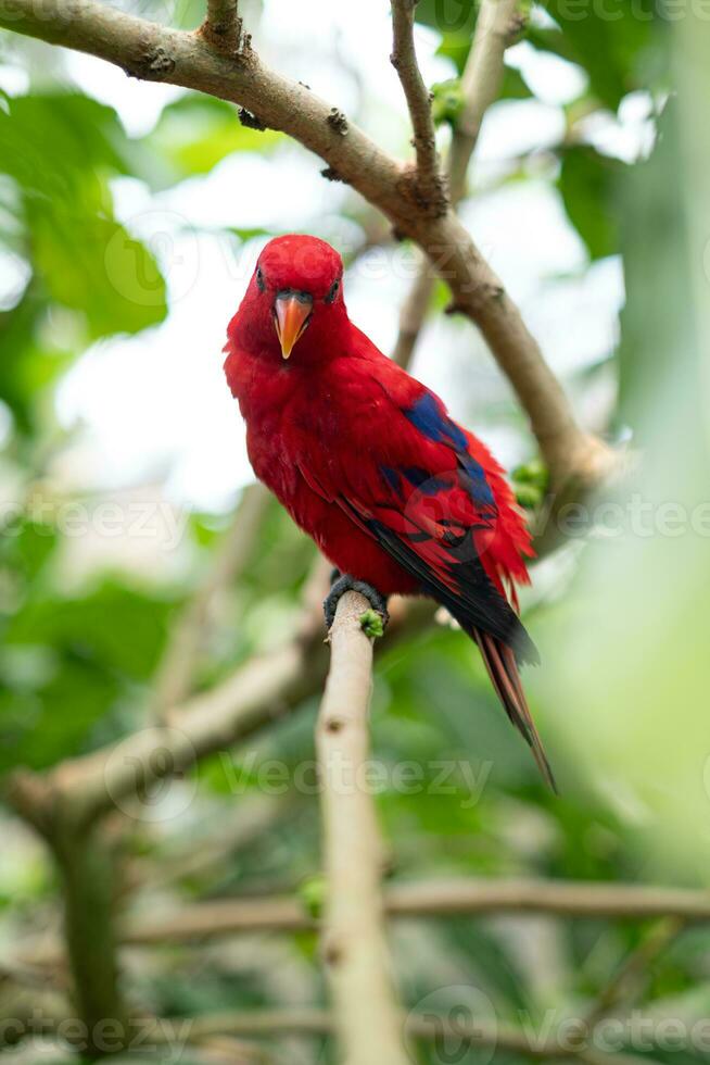 A red-colored bird and a woodpecker with yellow markings are perched on the lush branches of a tree. photo