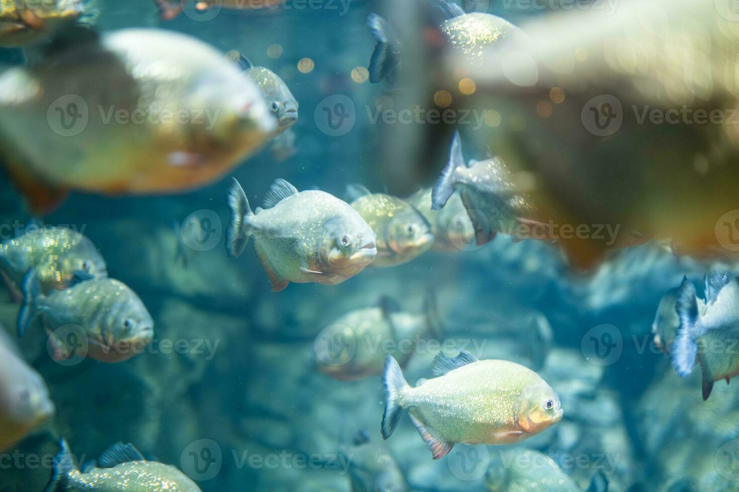 Group of red-bellied piranhas deep of field photo