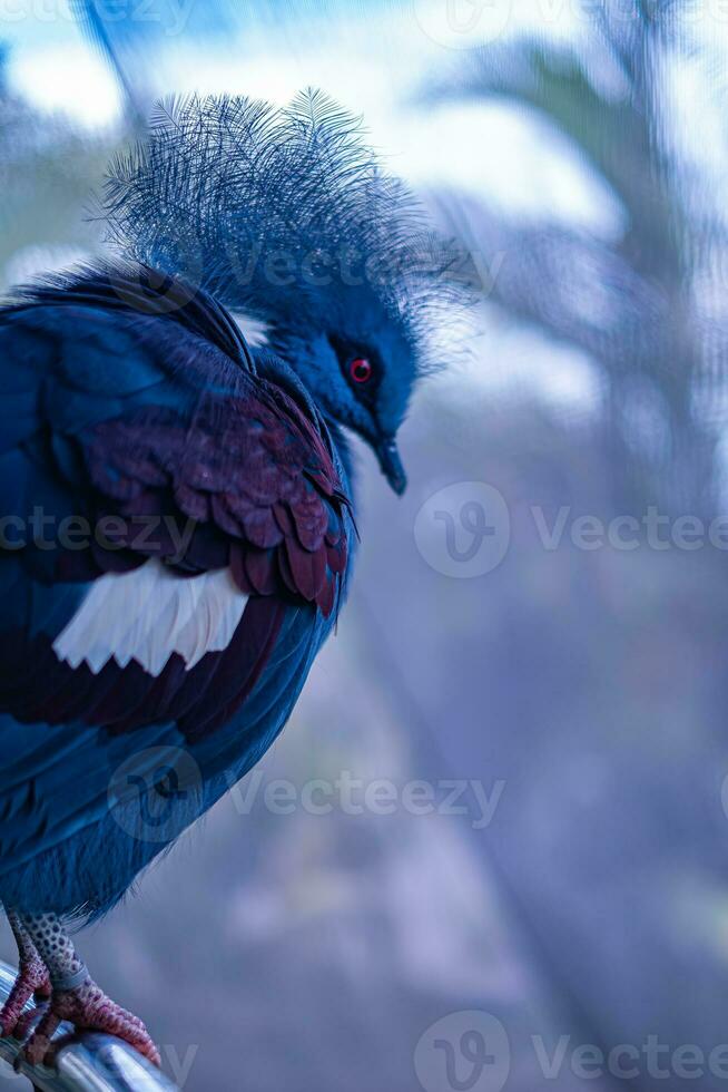 Victoria crowned pigeon, blue grey bird with red eyes and a crown photo