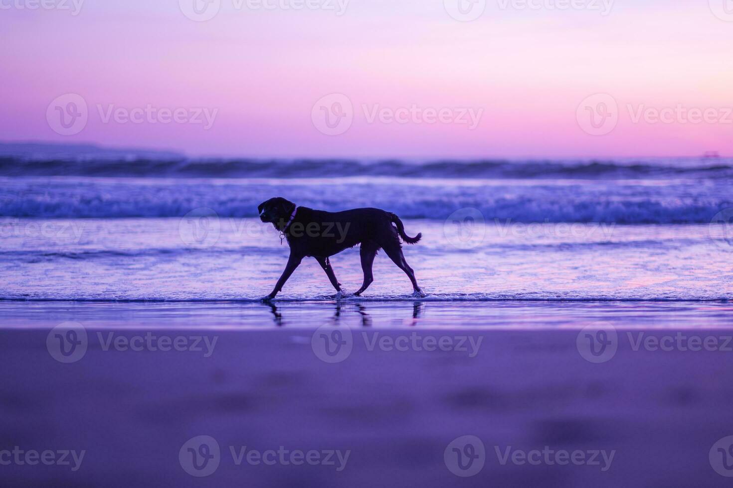 A black dog is walking on the beach with the sunset sky photo