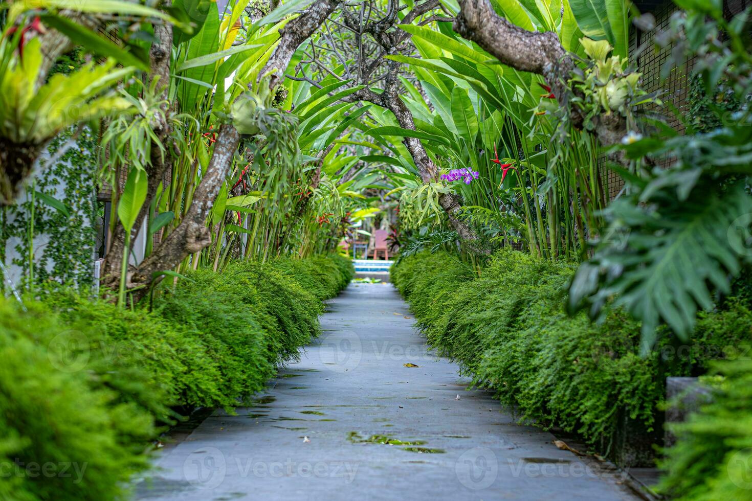 A pathway with lush trees photo