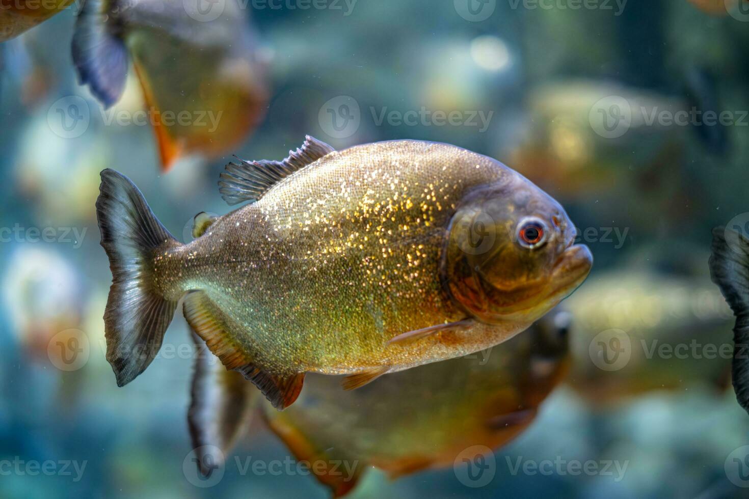 Red-bellied piranha Pygocentrus nattereri underwater photo