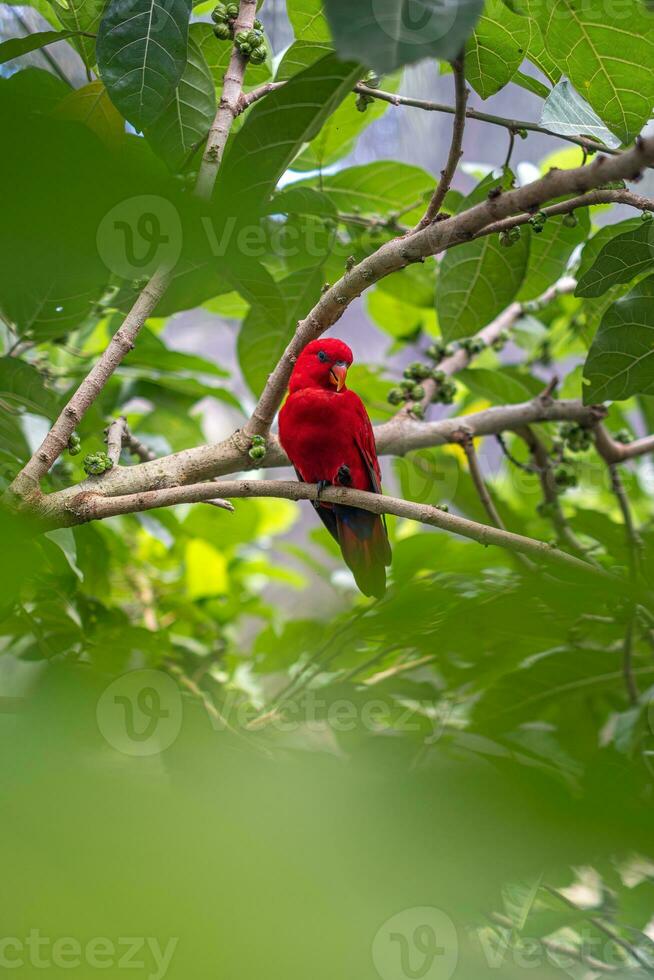 A red-colored bird and a woodpecker with yellow markings are perched on the lush branches of a tree. photo