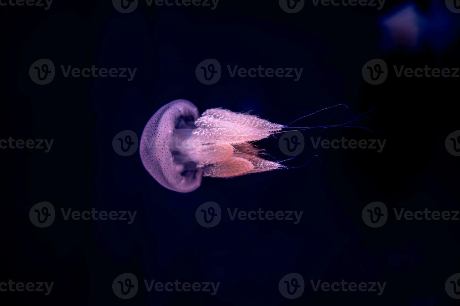 Jellyfish in action in the aquarium with beautiful color photo