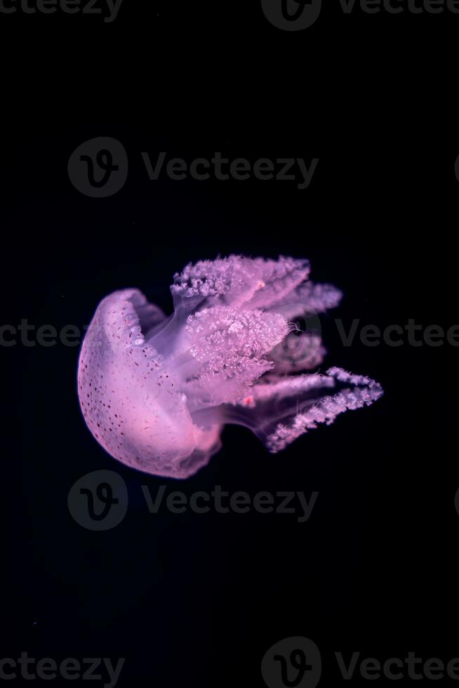 Jellyfish in action in the aquarium with beautiful color photo