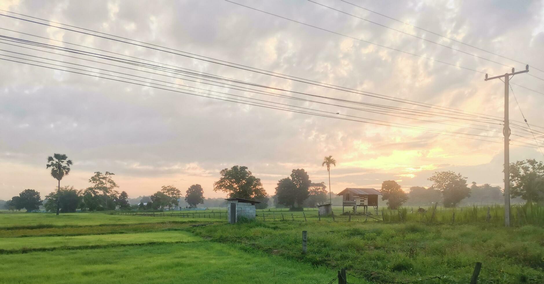 Thailand's agricultural rice fields photo