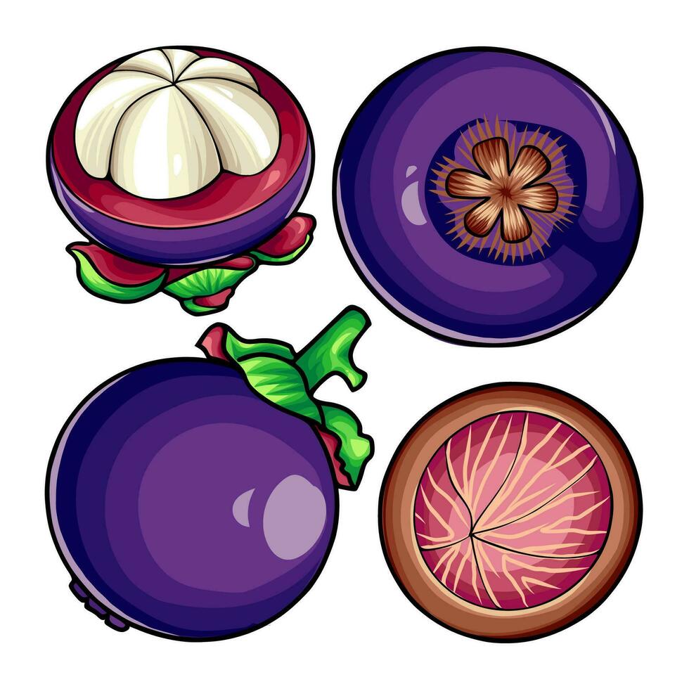 MANGOSTEEN VECTOR ILLUSTRATION