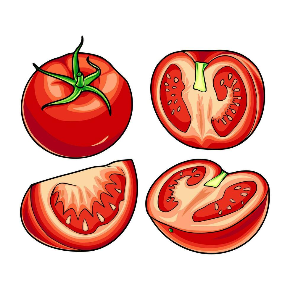 TOMATO VECTOR ILLUSTRATION