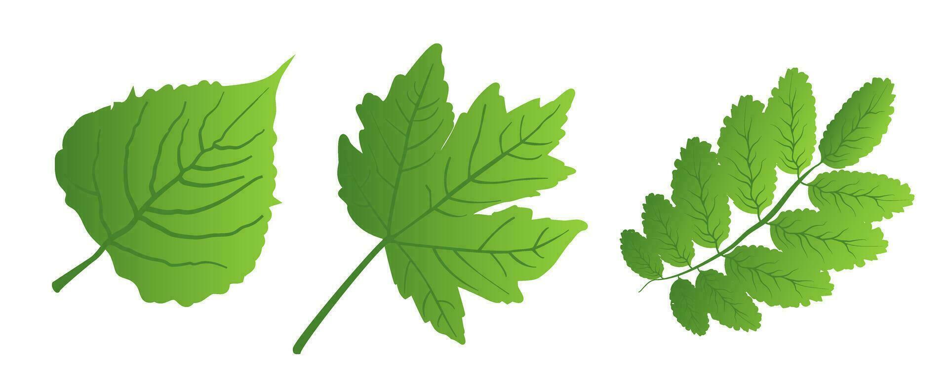 A set of green leaves on a white background, for logos, icons, designs, for the symbolism of the green planet vector