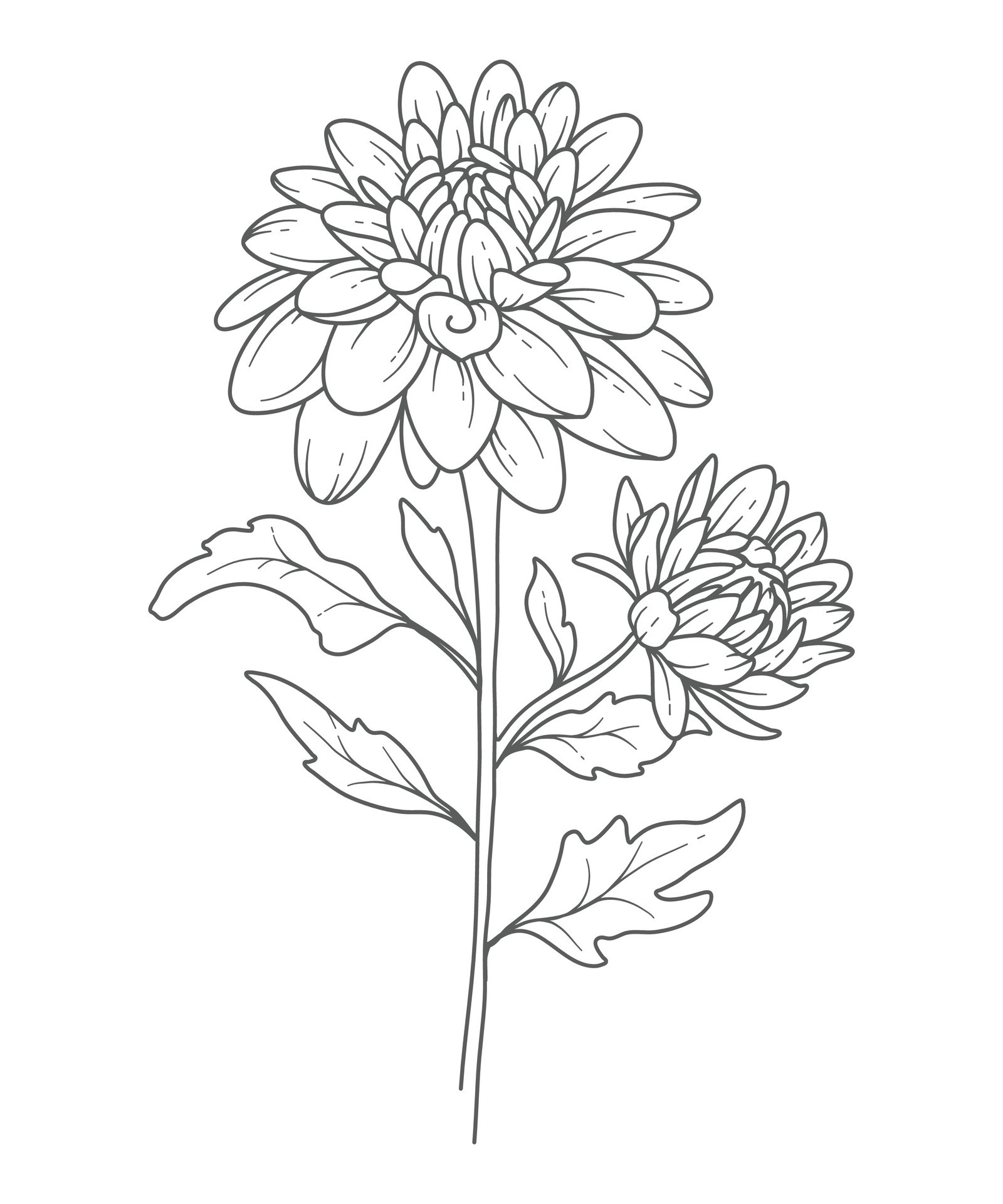 Chrysanthemum Line Art Chrysanthemum Outline Illustration November chrysanthemum-line-art-chrysanthemum-outline-illustration-november