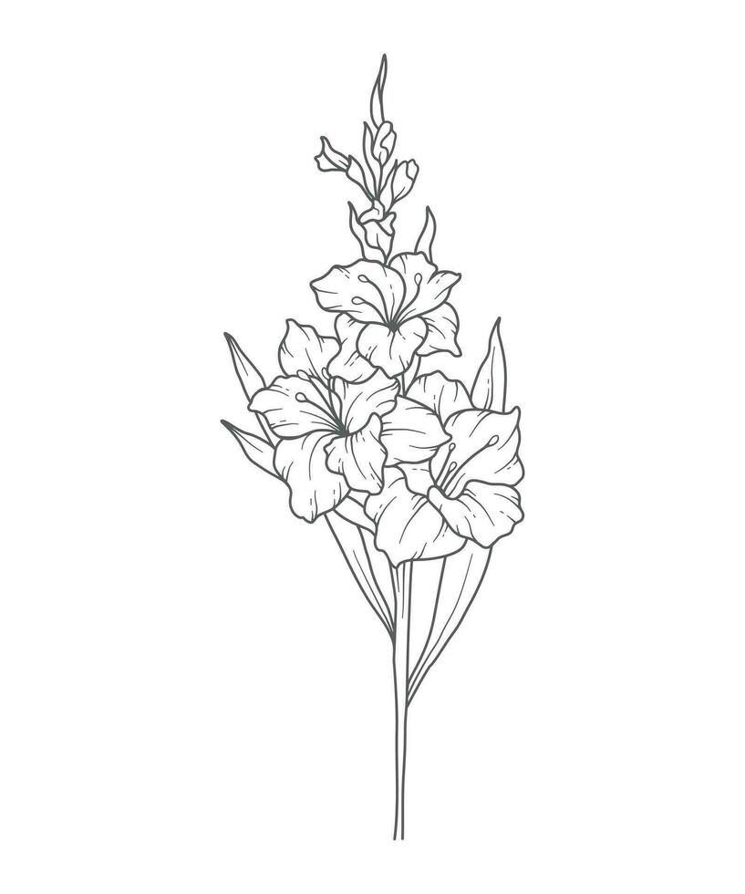 Gladiolus Line Art. Gladiolus outline Illustration. August Birth Month Flower. Gladiolus  outline isolated on white. Hand painted line art botanical illustration. vector