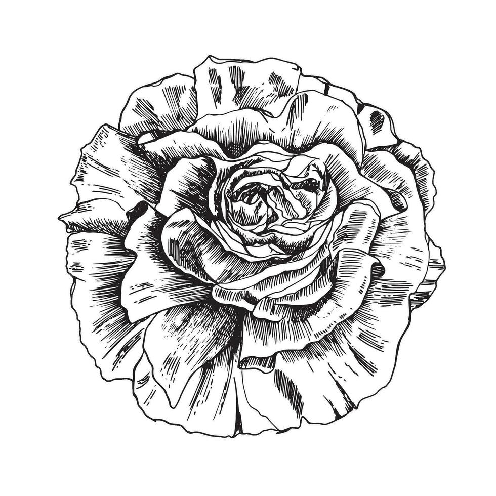 Flower bud blossoming . Hand drawn rose vector, sketch style vector