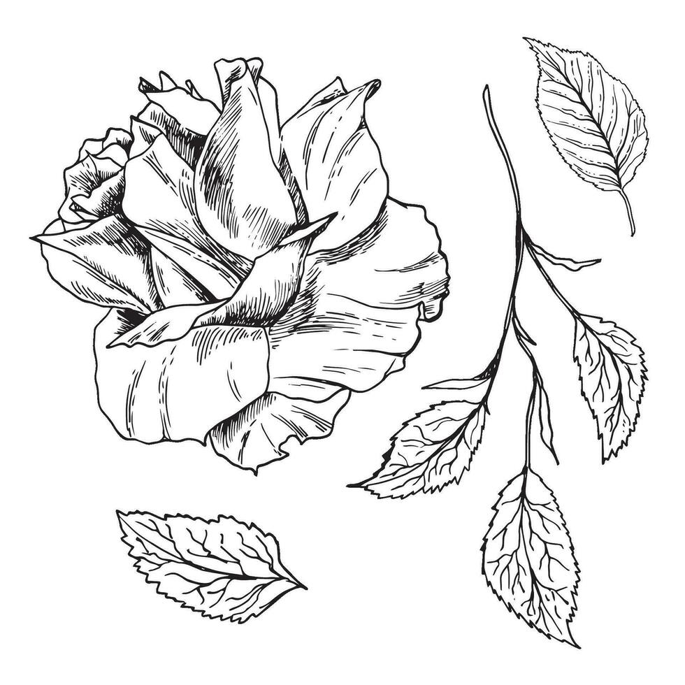 Flower bud blossoming . Hand drawn rose with leavse vector, sketch style. For design, packaging, invitations, vector