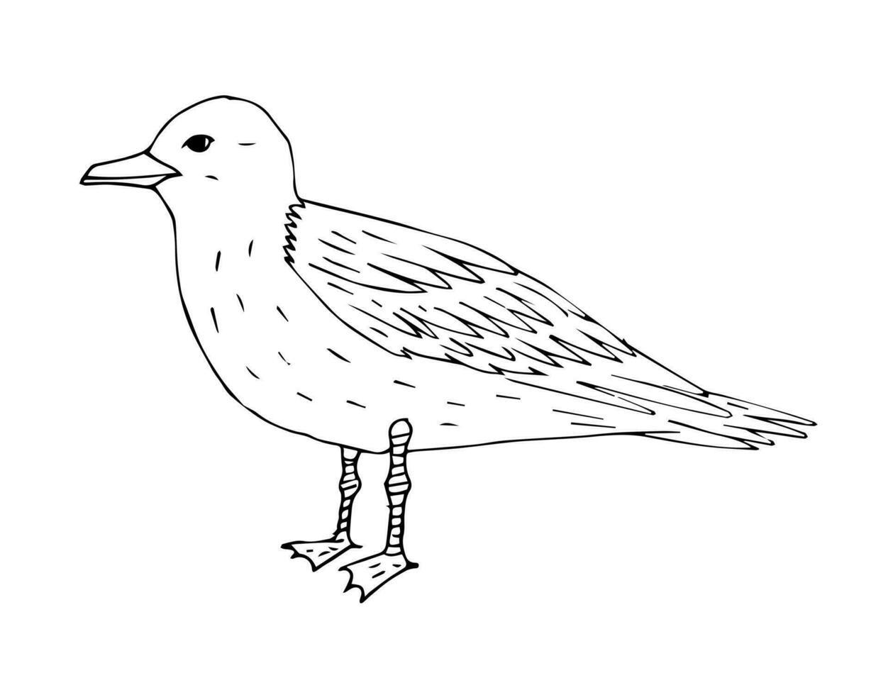 Vector hand drawn outline sketch sea gull