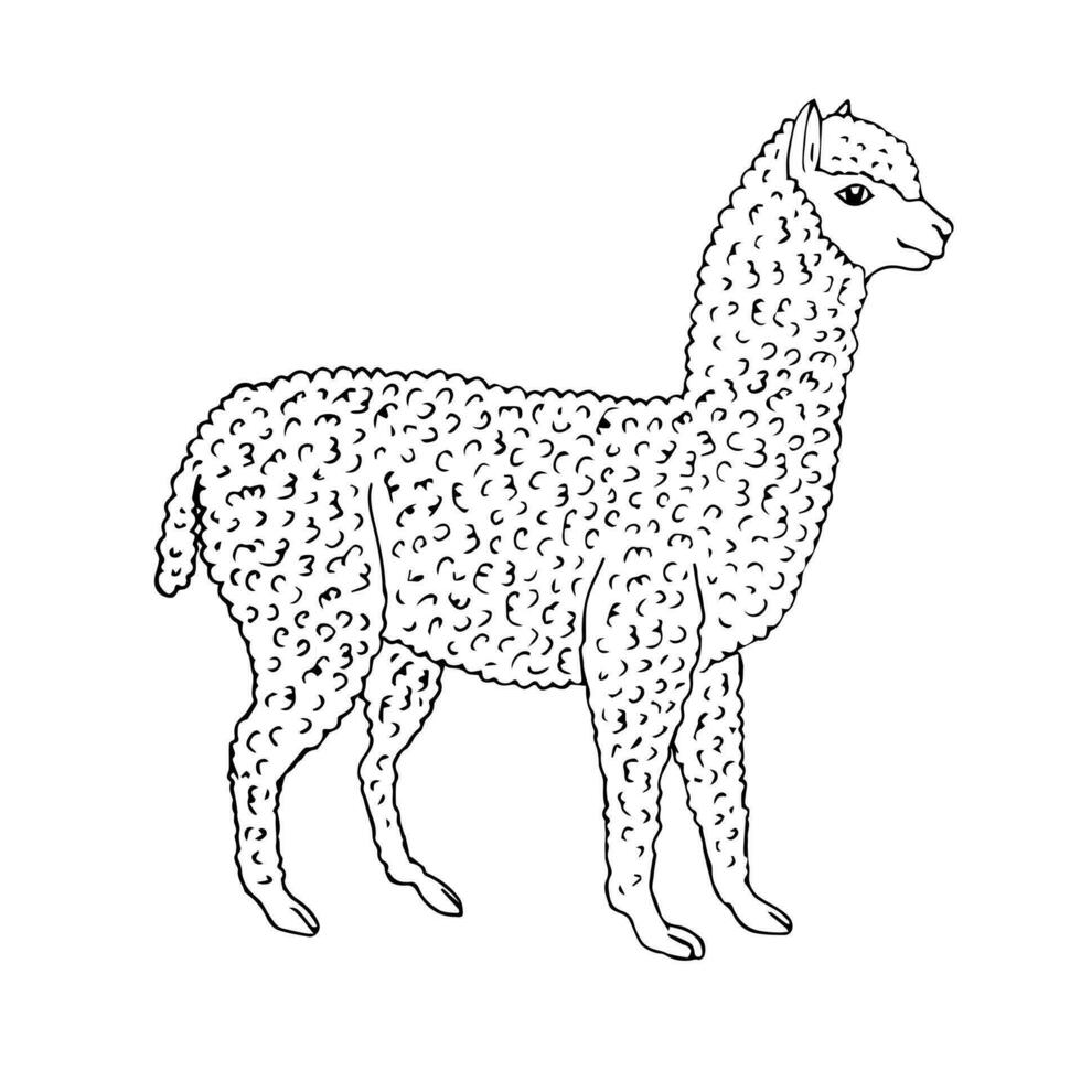 vector mano dibujado bosquejo alpaca
