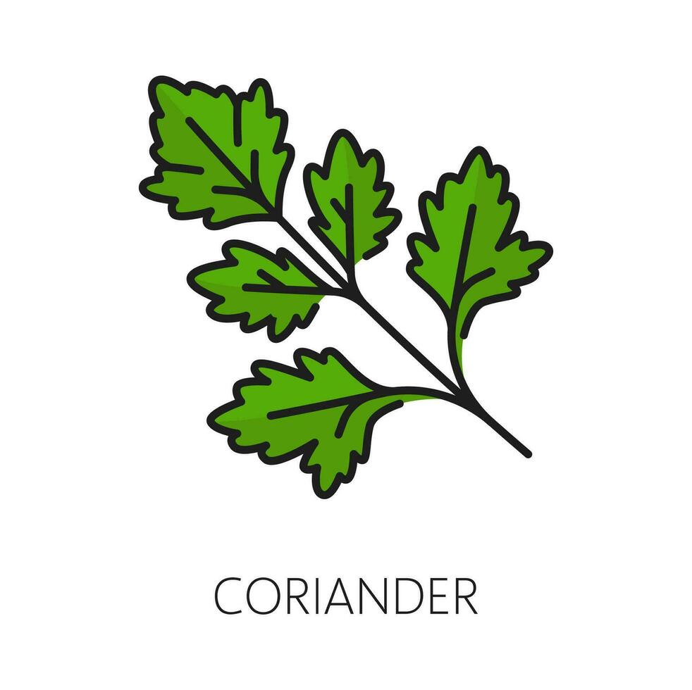 Coriander or parsley green herb seasoning food vector