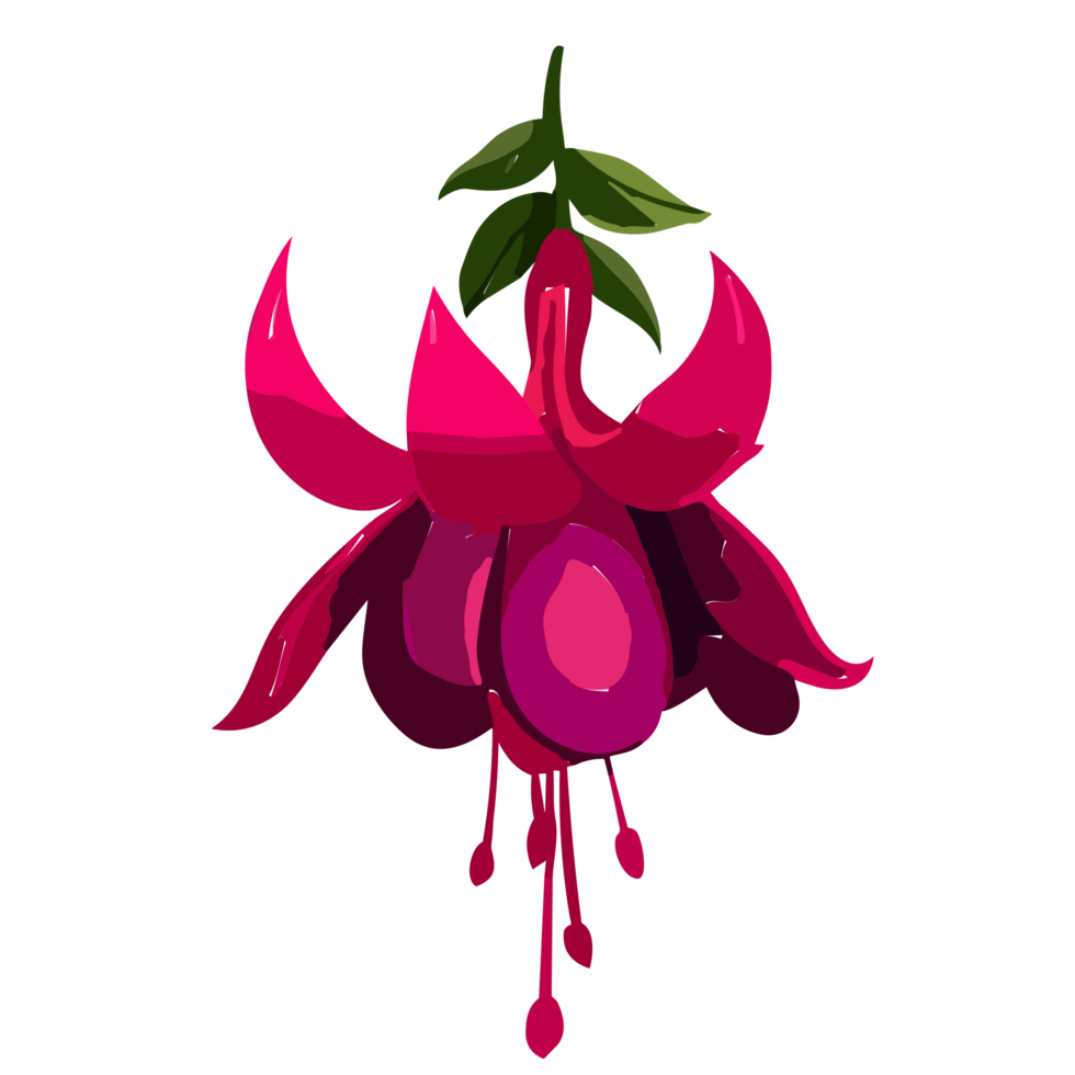 fuchsia fleur transparent arrière-plan, ai génératif png