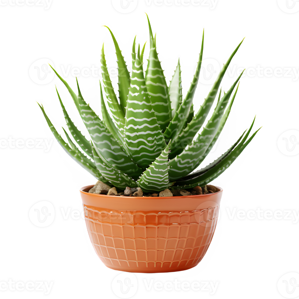 aloe vera ornament plant in a pot isolated on transparent background png ,generative ai