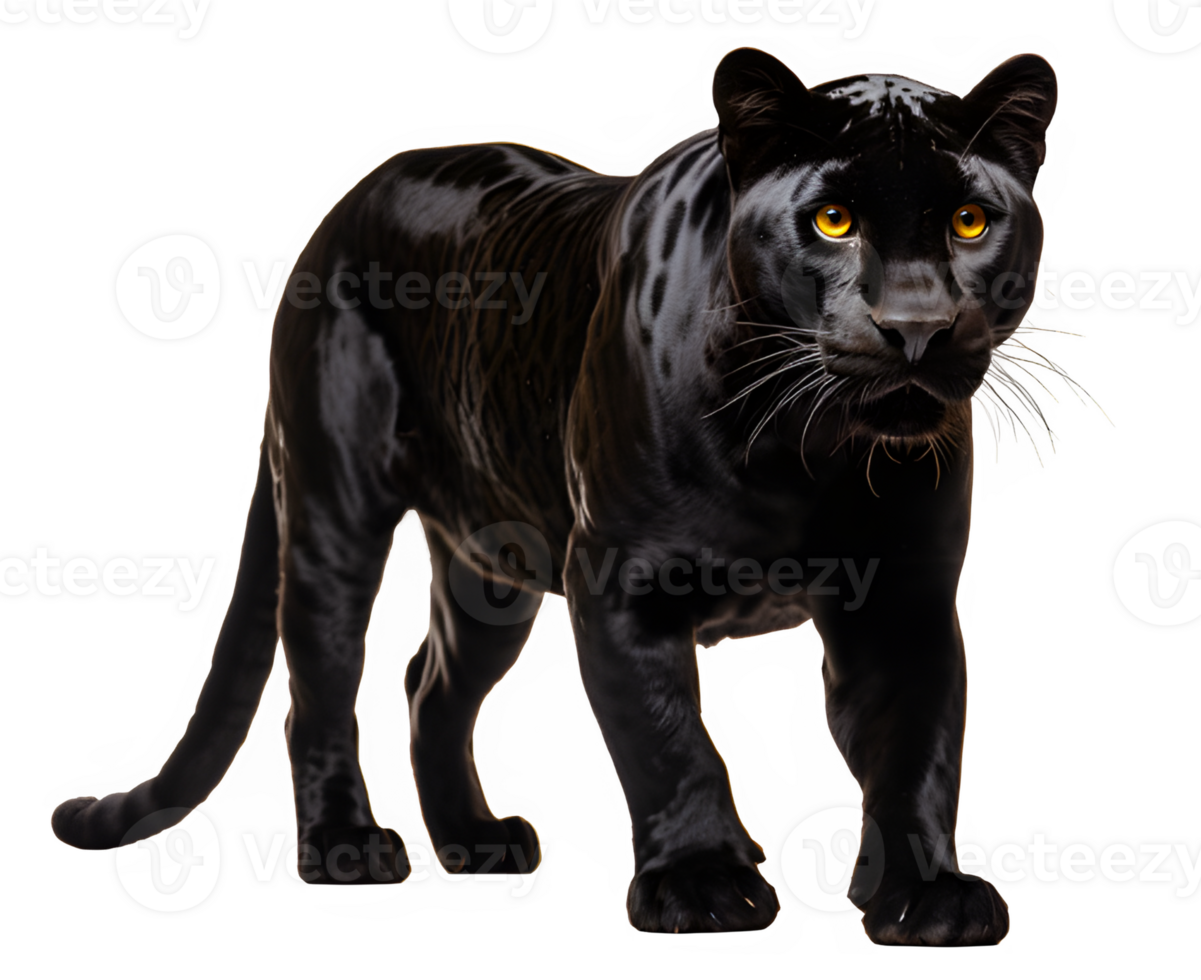 schwarz Panther isoliert auf transparent Hintergrund ,Die groß schwarz Katze starrte png ,generativ ai