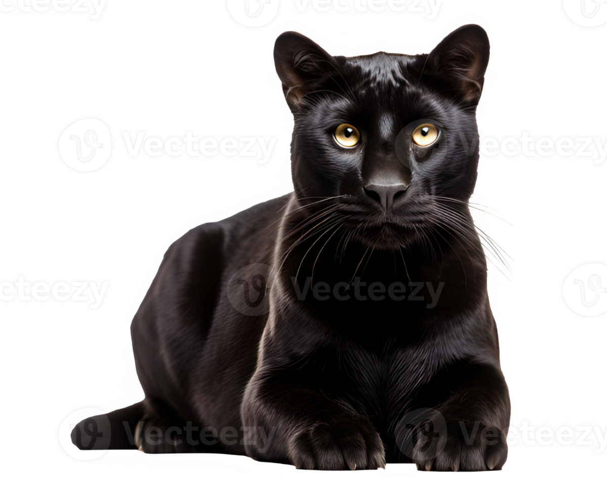 black panther isolated on transparent background ,the big black cat glared png ,generative ai
