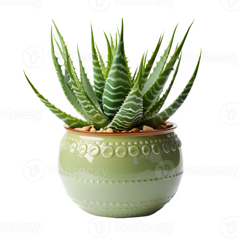 aloe vera ornament plant in a pot isolated on transparent background png ,generative ai