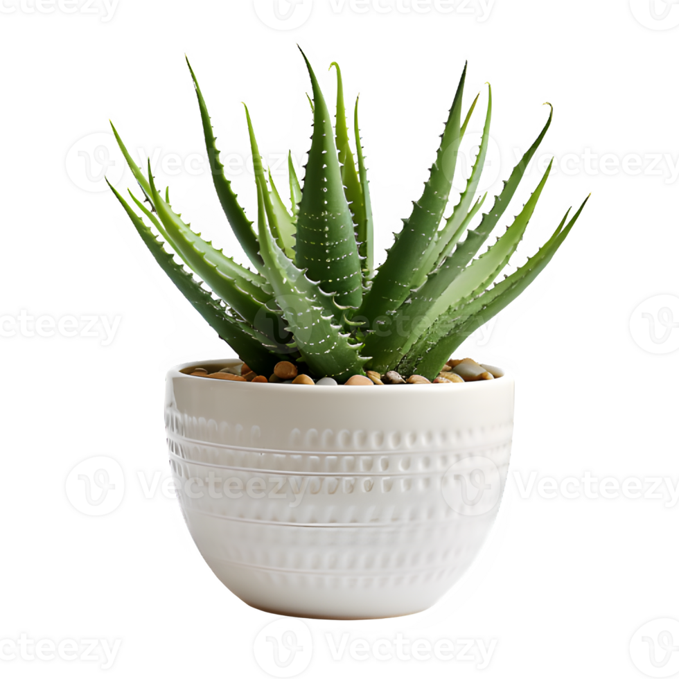 aloe vera ornament plant in a pot isolated on transparent background png ,generative ai