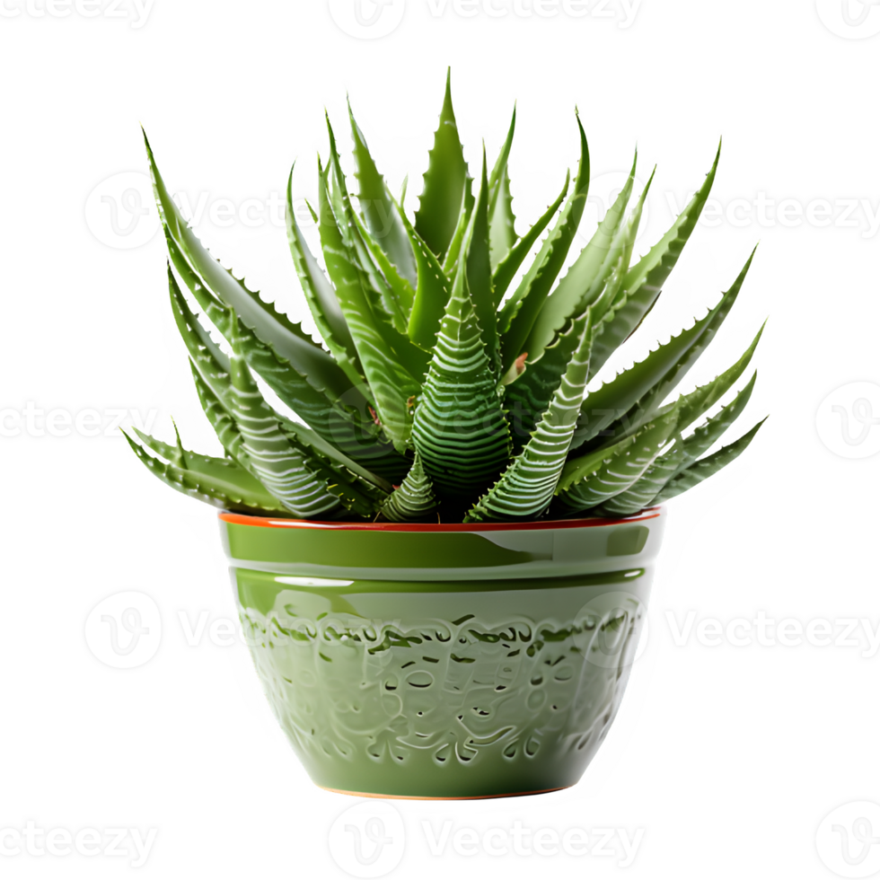 aloe vera ornament plant in a pot isolated on transparent background png ,generative ai