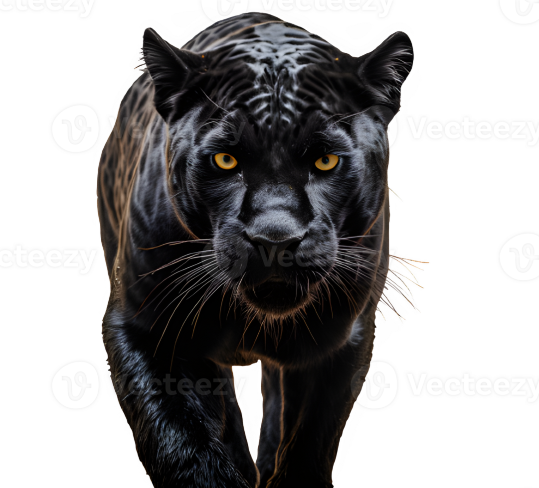 schwarz Panther isoliert auf transparent Hintergrund ,Die groß schwarz Katze starrte png ,generativ ai